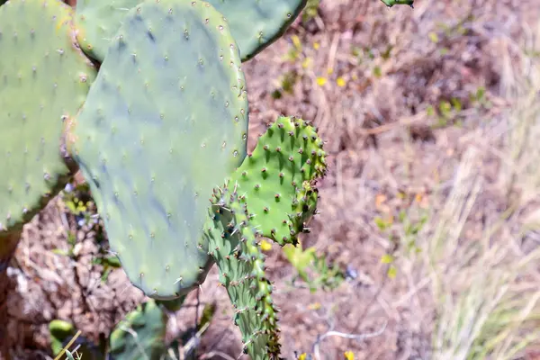 Sfondo texture cactus — Foto Stock