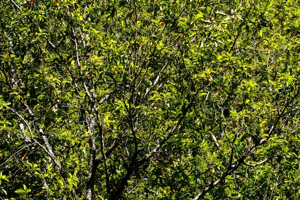 Blad baggrund tekstur mønster - Stock-foto