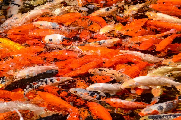 Karpfen Fisch Textur Hintergrundmuster — Stockfoto