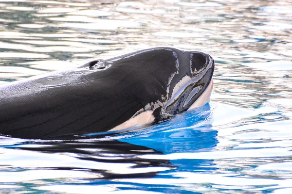 Mamífero Orca assassino baleia peixe — Fotografia de Stock