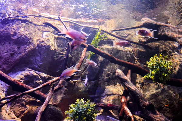 Acquário cheio de belos peixes tropicais — Fotografia de Stock