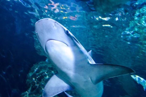 Aquarium vol met mooie tropische vissen — Stockfoto