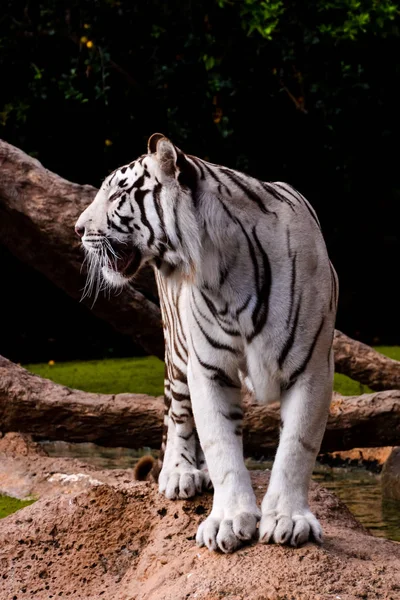 Zeldzame wit gestreept wilde tijger — Stockfoto