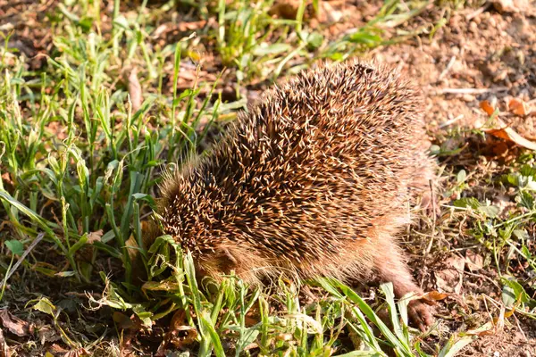 European Hedgehog Savmal Animal — Stock fotografie