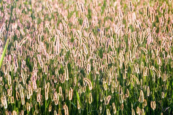 绿草图案结构 — 图库照片