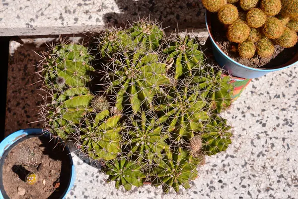 Cactus textur bakgrund — Stockfoto