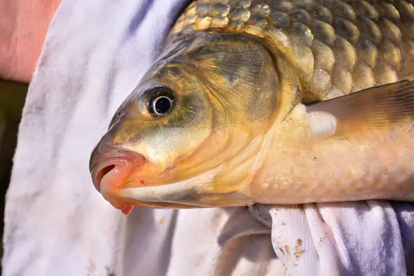 Fisch von einem Fischer gefangen — Stockfoto