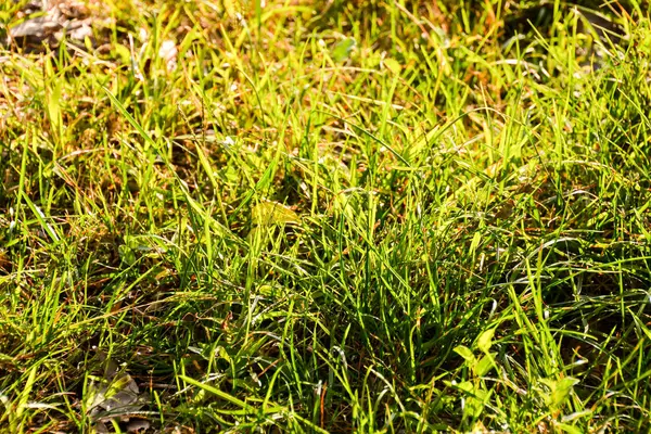 Green Grass Pattern Texture — Stock Photo, Image