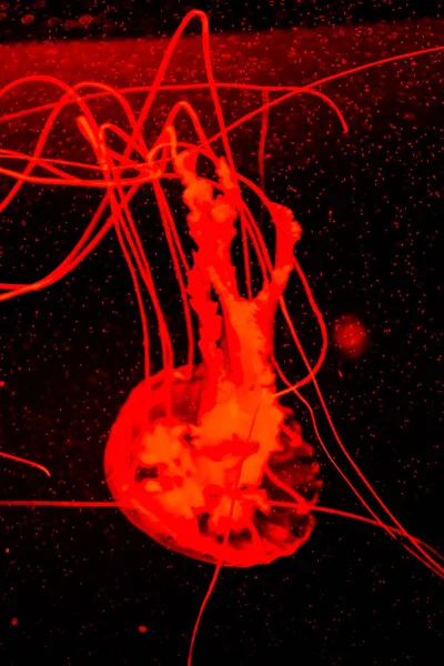 Jellyfish Dangerous Poisonous Medusa — Stock Photo, Image