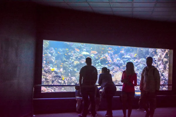 Aquarium vol met mooie tropische vissen — Stockfoto