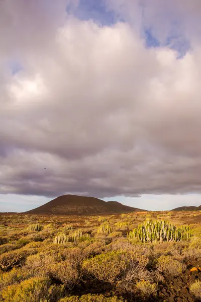Kaktus Desert Sunset na Kanárském ostrově Tenerife — Stock fotografie