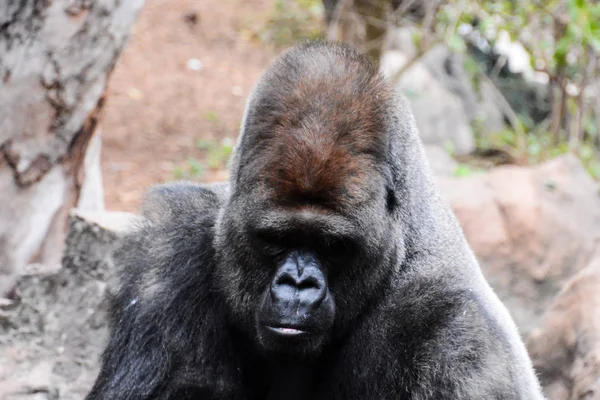 Stora däggdjur grå vuxen stark Gorilla — Stockfoto