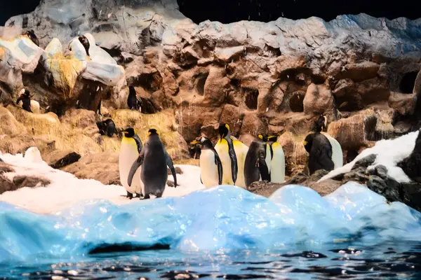 Foto foto del pingüino salvaje Animal Bird Playing —  Fotos de Stock