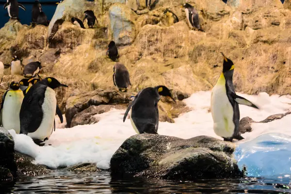 Photo Picture of Wild Penguin Animal Bird Playing — Stock Photo, Image