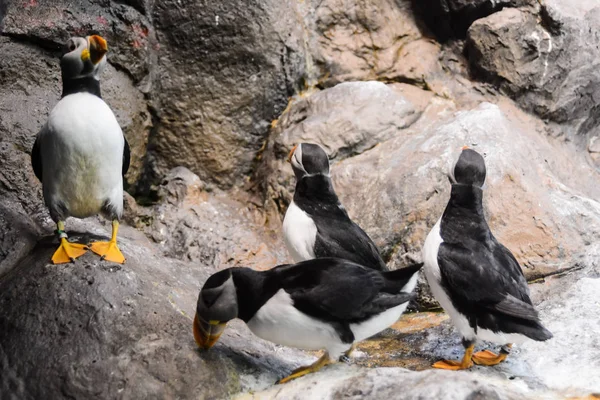 Foto di animali selvatici pinguino che giocano — Foto Stock