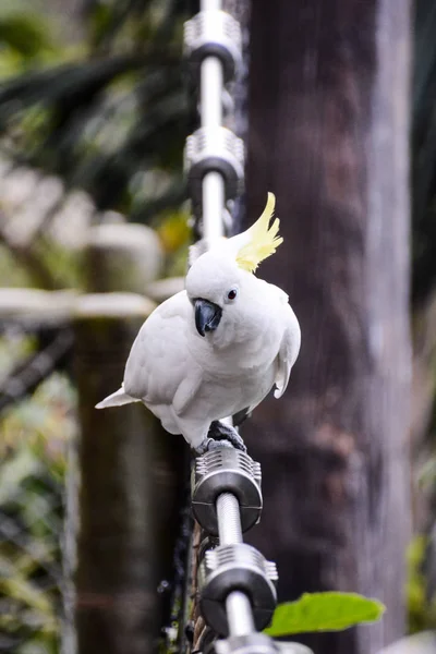 Papagaio tropical colorido — Fotografia de Stock