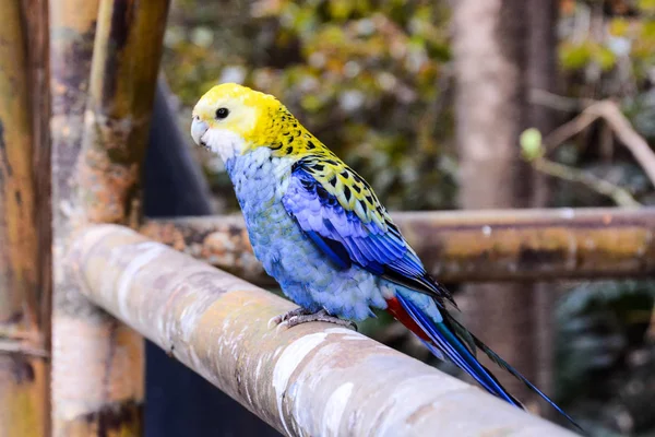 Burung beo tropis berwarna — Stok Foto