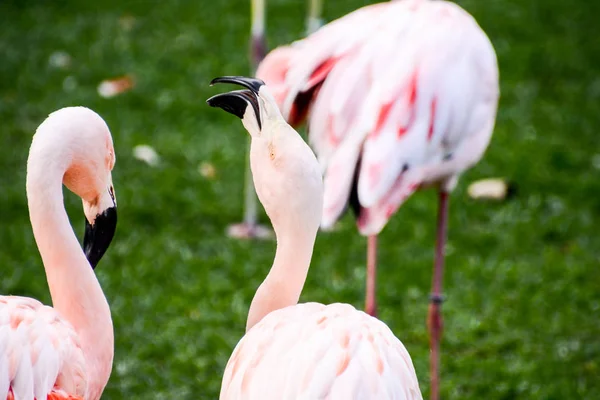 ピンクの動物鳥野生のフラミンゴ — ストック写真