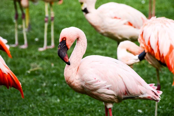 ピンクの動物鳥野生のフラミンゴ — ストック写真