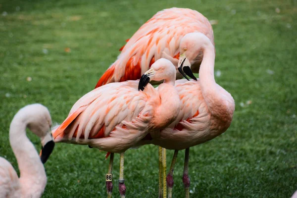Roze dierlijke vogel wilde Flamingo — Stockfoto