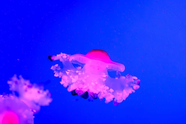 Medusa venenosa perigosa medusa de água-viva — Fotografia de Stock