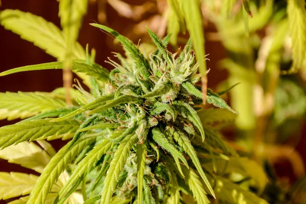 Gröna Cannabis Marijuana blad växt detalj — Stockfoto