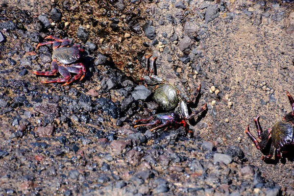 Crabe rouge animal de mer — Photo