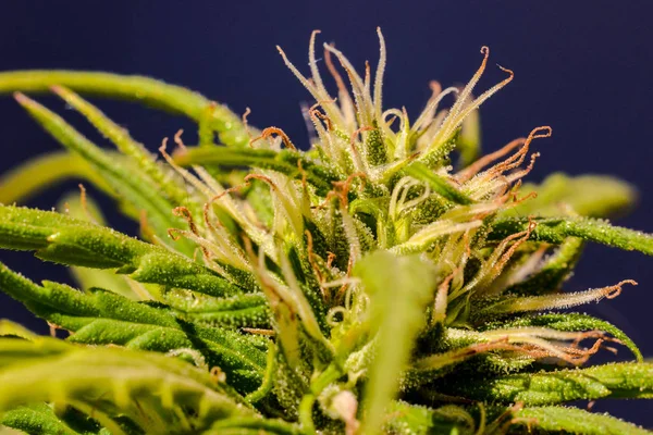 Cannabis Marijuana Leaf Plant Detail — Stock Photo, Image