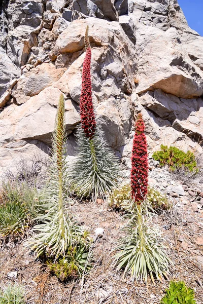 Red tajinaste flowers on the El Teide Volcano — Stock Photo, Image