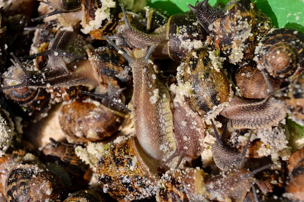 Escargot ślimaków jadalnych — Zdjęcie stockowe