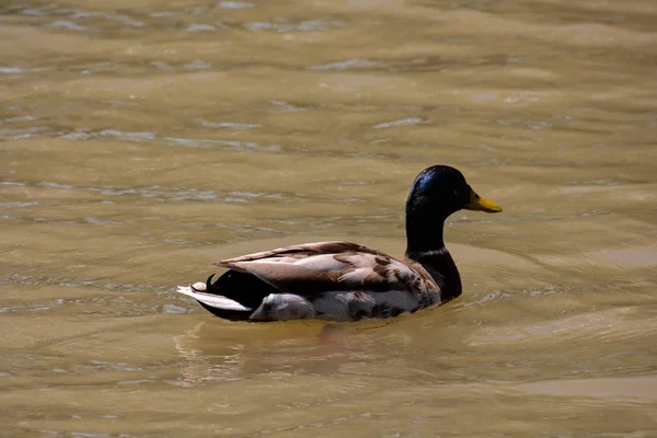 Rebanho de Patos Mallard Natação no Lago — Fotografia de Stock