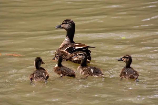 Rebanho de Patos Mallard Natação no Lago — Fotografia de Stock