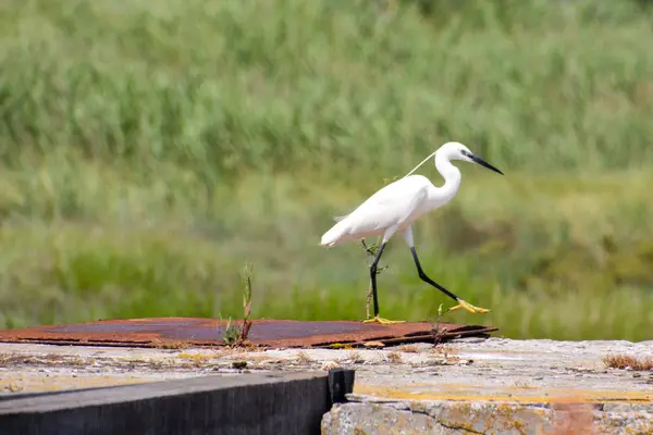 Silberreiher, Ardea alba — Stockfoto