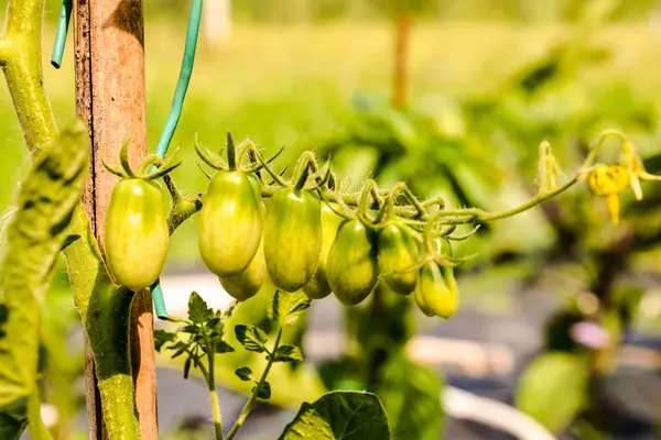 Čerstvá rajčata rostliny — Stock fotografie