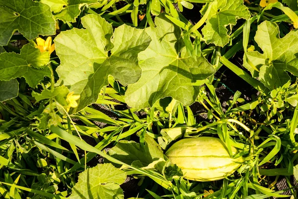 Impianto di melone in un orto — Foto Stock