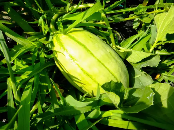 Melounová rostlina v zeleninové zahradě — Stock fotografie