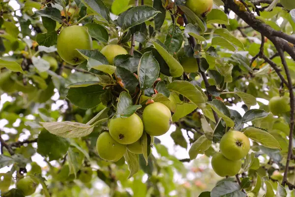 Padrão de textura de fundo de frutas — Fotografia de Stock