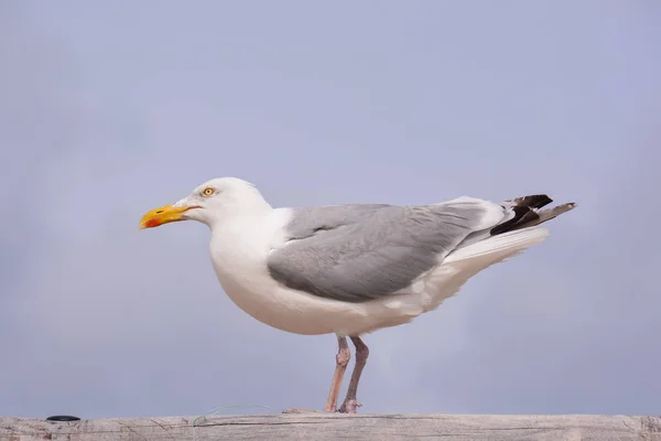 Gaivota única em voo no céu cinzento — Fotografia de Stock