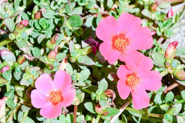 Blommande blomma bakgrund — Stockfoto