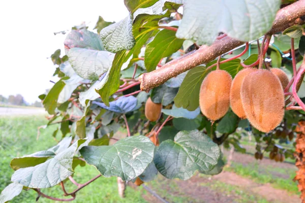 Árvore de plantações de fruta Kiwi — Fotografia de Stock