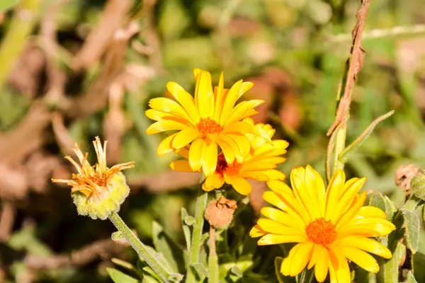 Bloeiende bloem achtergrond — Stockfoto