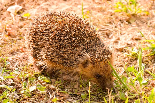 European Hedgehog Savmal Animal — Stock fotografie