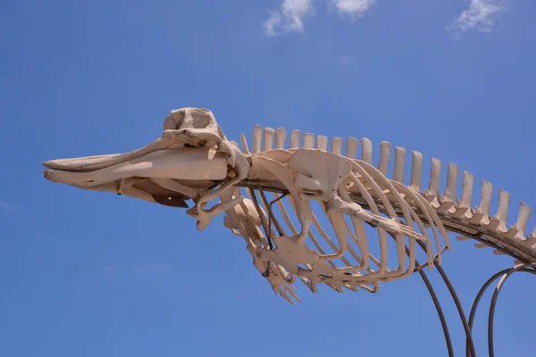 Skelett von Walsäugetieren — Stockfoto