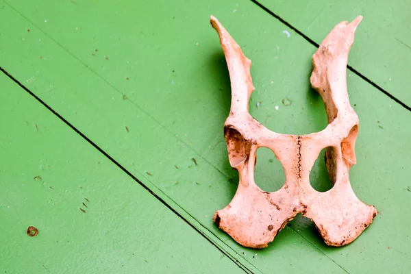 Os de craniu de capră uscat — Fotografie, imagine de stoc