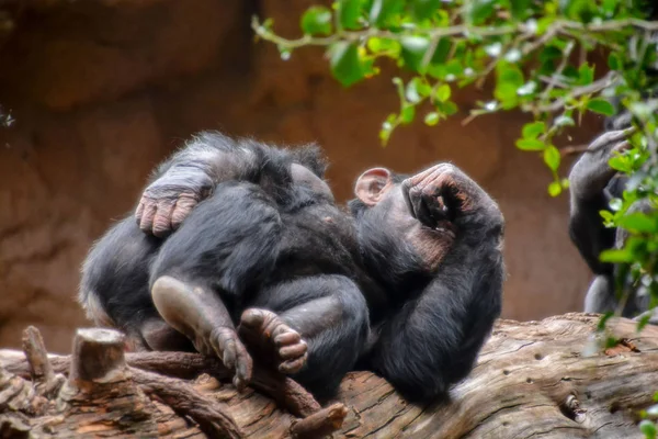 Zwarte chimpansee zoogdier Ape — Stockfoto