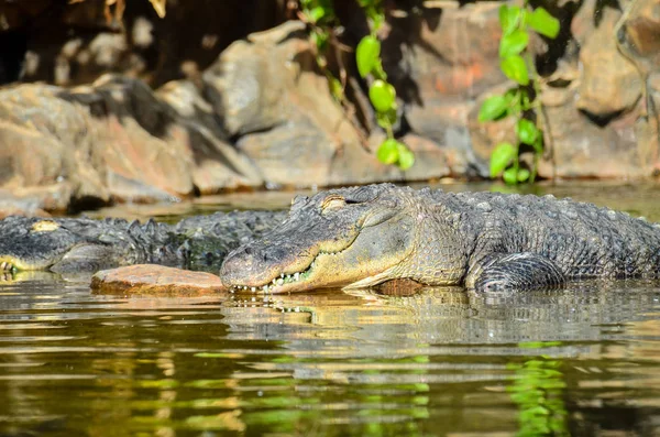 Crocodil preistoric amfibian — Fotografie, imagine de stoc