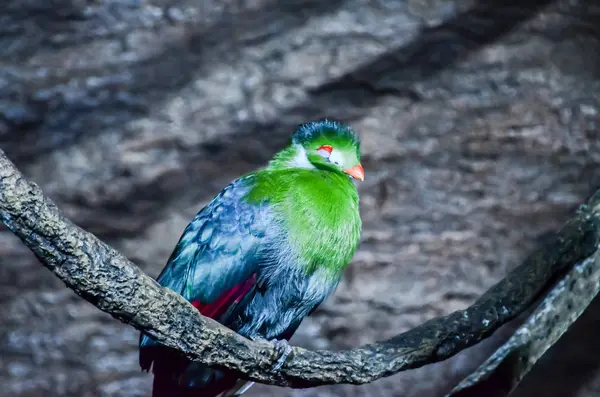 Loro pájaro tropical — Foto de Stock