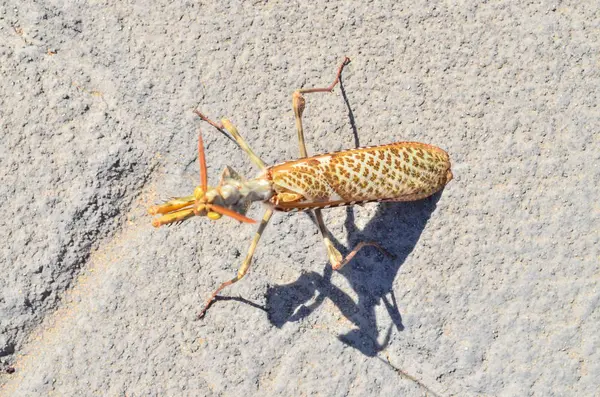 Böcek mantis bileğinde — Stok fotoğraf