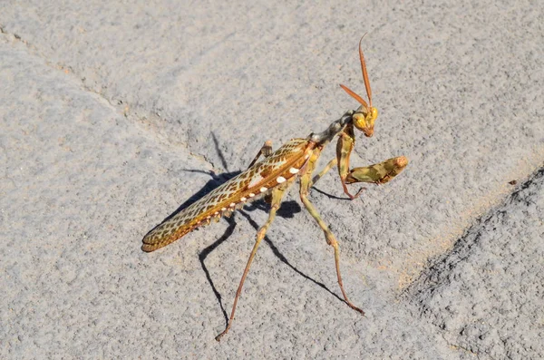 Insecto Mantis Religiosa —  Fotos de Stock