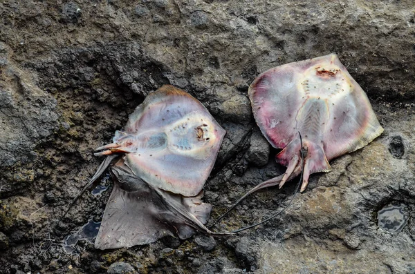 Dead Stingray Fish — Stock Photo, Image